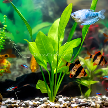 Load image into Gallery viewer, Mystery Sword-Aquatic Plants-Glass Grown Aquatics-Single-Glass Grown Aquatics-Aquarium live fish plants, decor