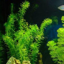 Load image into Gallery viewer, Mystery Bunch plant NYE-Aquatic Plants-Glass Grown Aquatics-Single-Glass Grown Aquatics-Aquarium live fish plants, decor