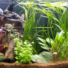 Load image into Gallery viewer, Mystery Bunch plant NYE-Aquatic Plants-Glass Grown Aquatics-Single-Glass Grown Aquatics-Aquarium live fish plants, decor