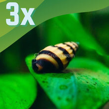 Load image into Gallery viewer, Assassin Snails-Live Animals-Glass Grown-Pack of Three Snails-Glass Grown Aquatics-Aquarium live fish plants, decor