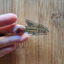 Load image into Gallery viewer, Mystery Nano Fish Stickers 5 pack-Decorative Stickers-Glass Grown-5x-Glass Grown Aquatics-Aquarium live fish plants, decor