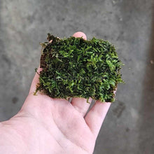 Load image into Gallery viewer, Java Moss Coconut Mats-Aquarium Decor-Glass Grown Aquatics-Glass Grown Aquatics-Aquarium live fish plants, decor