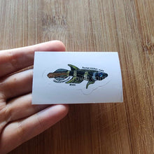Load image into Gallery viewer, Pick your own nano fish sticker-Decorative Stickers-Glass Grown-Celestial Pearl Danio #026-Glass Grown Aquatics-Aquarium live fish plants, decor