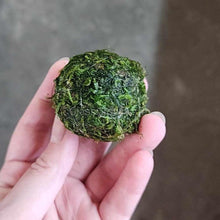 Load image into Gallery viewer, Java Moss Floating Ball-Aquatic Plants-Glass Grown-2"-Glass Grown Aquatics-Aquarium live fish plants, decor