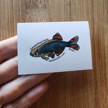 Load image into Gallery viewer, Mystery Nano Fish Stickers 5 pack-Decorative Stickers-Glass Grown-5x-Glass Grown Aquatics-Aquarium live fish plants, decor