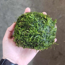 Load image into Gallery viewer, Java Moss Coconut Cave-Aquarium Decor-Glass Grown Aquatics-Glass Grown Aquatics-Aquarium live fish plants, decor