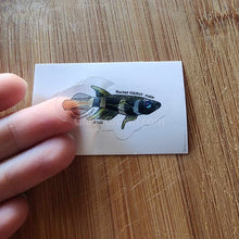 Load image into Gallery viewer, Mystery Nano Fish Stickers 5 pack-Decorative Stickers-Glass Grown-5x-Glass Grown Aquatics-Aquarium live fish plants, decor