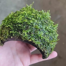 Load image into Gallery viewer, Java Moss Coconut Cave-Aquarium Decor-Glass Grown Aquatics-Glass Grown Aquatics-Aquarium live fish plants, decor