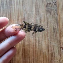 Load image into Gallery viewer, Mystery Nano Fish Stickers 5 pack-Decorative Stickers-Glass Grown-5x-Glass Grown Aquatics-Aquarium live fish plants, decor