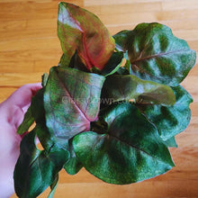 Load image into Gallery viewer, Assorted Arrowhead 2" (3 Pots)-Indoor & Outdoor Plants-Glass Grown-Single 2" Pot-Glass Grown Aquatics-Aquarium live fish plants, decor