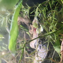 Load image into Gallery viewer, Grower's Choice 10 Tiny Plant Sampler Pack-Aquatic Plants-Glass Grown-Ten Species Pack-No Thanks!-Glass Grown Aquatics-Aquarium live fish plants, decor