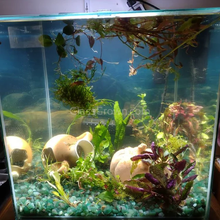 Load image into Gallery viewer, Grower's Choice 10 Tiny Plant Sampler Pack-Aquatic Plants-Glass Grown-Ten Species Pack-No Thanks!-Glass Grown Aquatics-Aquarium live fish plants, decor