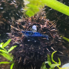 Load image into Gallery viewer, Blue Dream Dwarf Shrimp 10+ Pack-Live Animals-Glass Grown-10x-Glass Grown Aquatics-Aquarium live fish plants, decor