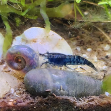 Load image into Gallery viewer, Dwarf Shrimp Mega Starter Pack-Live Animals-Glass Grown-Red Cherry-Glass Grown Aquatics-Aquarium live fish plants, decor