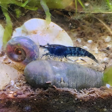 Load image into Gallery viewer, Blue Dream Dwarf Shrimp 10+ Pack-Live Animals-Glass Grown-10x-Glass Grown Aquatics-Aquarium live fish plants, decor