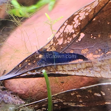 Load image into Gallery viewer, Blue Dream Dwarf Shrimp 10+ Pack-Live Animals-Glass Grown-10x-Glass Grown Aquatics-Aquarium live fish plants, decor