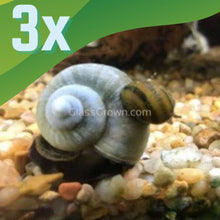 Load image into Gallery viewer, Blue Mystery Snail-Live Animals-Glass Grown-Pack of Three Snails-Glass Grown Aquatics-Aquarium live fish plants, decor