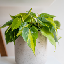 Load image into Gallery viewer, Philodendron 'Brasil'-Aquatic Plants-Glass Grown-Single Bare-Root Stem-Glass Grown Aquatics-Aquarium live fish plants, decor