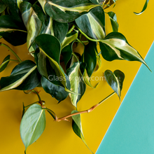 Load image into Gallery viewer, Philodendron 'Brasil'-Aquatic Plants-Glass Grown-Single Bare-Root Stem-Glass Grown Aquatics-Aquarium live fish plants, decor