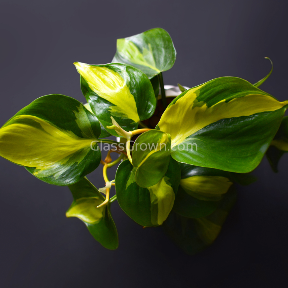 philodendron in crab tank Philodendron 'Brasil' – Glass Grown Aquatics
