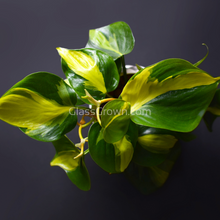 Load image into Gallery viewer, Philodendron 'Brasil'-Aquatic Plants-Glass Grown-Single Bare-Root Stem-Glass Grown Aquatics-Aquarium live fish plants, decor