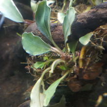 Load image into Gallery viewer, Mystery Buce Mini-Aquatic Plants-Glass Grown Aquatics-Glass Grown Aquatics-Aquarium live fish plants, decor