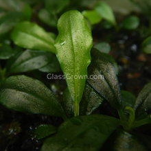 Load image into Gallery viewer, Mystery Buce Mini-Aquatic Plants-Glass Grown Aquatics-Glass Grown Aquatics-Aquarium live fish plants, decor