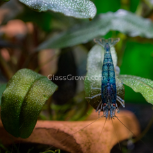 Load image into Gallery viewer, Mystery Buce Mini-Aquatic Plants-Glass Grown Aquatics-Glass Grown Aquatics-Aquarium live fish plants, decor