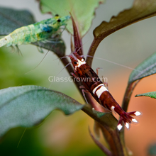 Load image into Gallery viewer, Mystery Buce Mini-Aquatic Plants-Glass Grown Aquatics-Glass Grown Aquatics-Aquarium live fish plants, decor