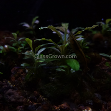Load image into Gallery viewer, Mystery Buce Mini-Aquatic Plants-Glass Grown Aquatics-Glass Grown Aquatics-Aquarium live fish plants, decor