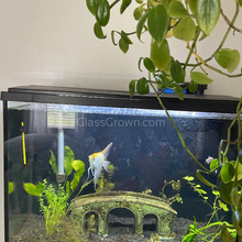 Load image into Gallery viewer, 1 CENT SAMPLE Java Fern Sample-Aquatic Plants-Glass Grown-Glass Grown Aquatics-Aquarium live fish plants, decor
