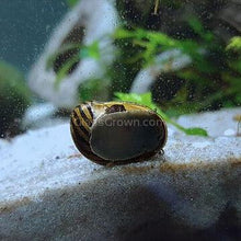 Load image into Gallery viewer, 1 CENT SAMPLE 3x Mystery Nerite Snails-Live Animals-Glass Grown Aquatics-Glass Grown Aquatics-Aquarium live fish plants, decor