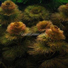 Load image into Gallery viewer, 1 CENT SAMPLE Mystery Red Stem Plant-Aquatic Plants-Glass Grown Aquatics-Glass Grown Aquatics-Aquarium live fish plants, decor
