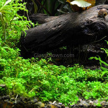 Load image into Gallery viewer, 1 CENT SAMPLE 2oz Mystery Creeping Plant-Aquatic Plants-Glass Grown Aquatics-Glass Grown Aquatics-Aquarium live fish plants, decor