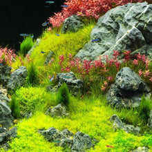 Load image into Gallery viewer, 1 CENT SAMPLE 2oz Mystery Creeping Plant-Aquatic Plants-Glass Grown Aquatics-Glass Grown Aquatics-Aquarium live fish plants, decor