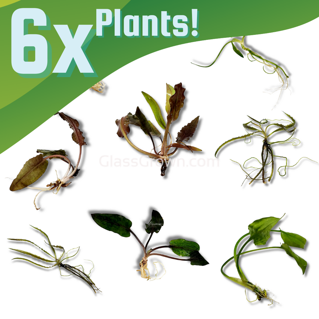Grower's Choice Cryptocoryne – Live Crypt Pack