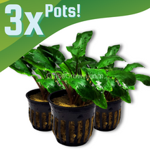 Load image into Gallery viewer, Cryptocoryne Wendtii Green 3-10 Pots NYE-Aquatic Plants-Glass Grown-1 Pot-Glass Grown Aquatics-Aquarium live fish plants, decor