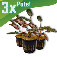 Load image into Gallery viewer, Cryptocoryne Wendtii Red 3 Pots NYE-Aquatic Plants-Glass Grown-1 Pot-Glass Grown Aquatics-Aquarium live fish plants, decor