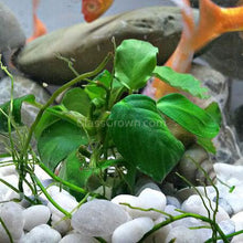 Load image into Gallery viewer, Grower's Choice Anubias (3 Plants)-Aquatic Plants-Glass Grown Aquatics-Glass Grown Aquatics-Aquarium live fish plants, decor