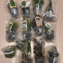Load image into Gallery viewer, Done For You Plant Package, 12 Full Size (No Co2 Required)-Aquatic Plants-Glass Grown Aquatics-12 Plants-Glass Grown Aquatics-Aquarium live fish plants, decor