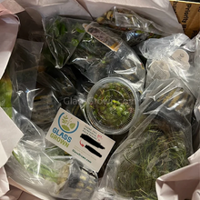 Load image into Gallery viewer, Done For You Plant Package, 12 Full Size (No Co2 Required)-Aquatic Plants-Glass Grown Aquatics-12 Plants-Glass Grown Aquatics-Aquarium live fish plants, decor