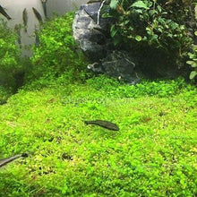 Load image into Gallery viewer, Dwarf Baby Tears 3-10 Pots-Aquatic Plants-Glass Grown-3x Pots-Glass Grown Aquatics-Aquarium live fish plants, decor