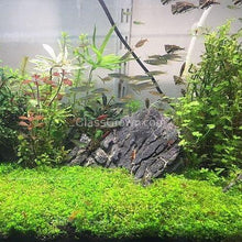 Load image into Gallery viewer, Dwarf Baby Tears 3-10 Pots-Aquatic Plants-Glass Grown-3x Pots-Glass Grown Aquatics-Aquarium live fish plants, decor
