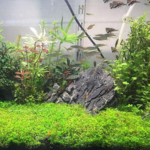 Load image into Gallery viewer, Dwarf Baby Tears 4" Coir Mat-Aquatic Plants-Glass Grown-Glass Grown Aquatics-Aquarium live fish plants, decor