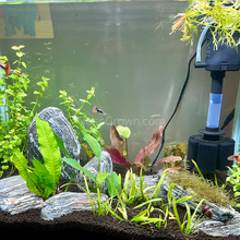 Load image into Gallery viewer, 1 CENT SAMPLE Dwarf Sagittaria Subulata 3x Plants-Aquatic Plants-Glass Grown-Glass Grown Aquatics-Aquarium live fish plants, decor