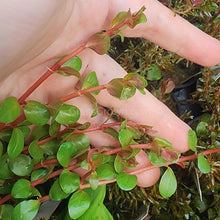 Load image into Gallery viewer, Rotala Vietam H'ra-Aquatic Plants-Glass Grown-Bunch-Glass Grown Aquatics-Aquarium live fish plants, decor