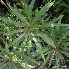 Load image into Gallery viewer, Potted Pogostemon Stellatus 'Octopus'-Aquatic Plants-Glass Grown Aquatics-Glass Grown Aquatics-Aquarium live fish plants, decor