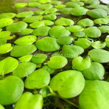 Load image into Gallery viewer, Frogbit 4oz Cup Portion-Aquatic Plants-Glass Grown-Glass Grown Aquatics-Aquarium live fish plants, decor