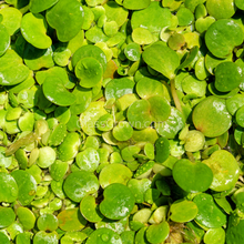 Load image into Gallery viewer, Frogbit 4oz Cup Portion-Aquatic Plants-Glass Grown-Glass Grown Aquatics-Aquarium live fish plants, decor