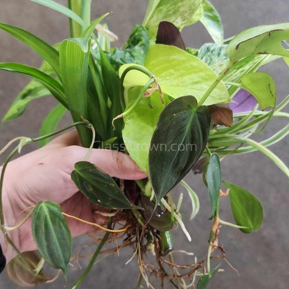 philodendron aquarium water Aquarium Filter Stems- Choose your own! – Glass Grown Aquatics